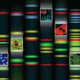 Modern Genetics & Biotechnology Modern Genetics & Biotechnology