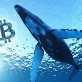 Whales Crypto Guide Whales Crypto Guide