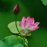 به کجا چنین شتابان به کجا چنین شتابان