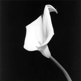 Чёрно-белая фотография Чёрно-белая фотография