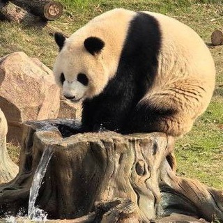 CRYPTO PANDA 🐼 UK®USA©EU VERIFICATION HUB CRYPTO PANDA 🐼 UK®USA©EU VERIFICATION HUB